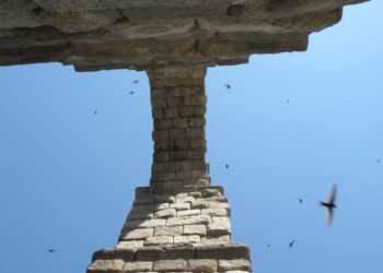 Vencejos volando alrededor del acueducto de Segovia.