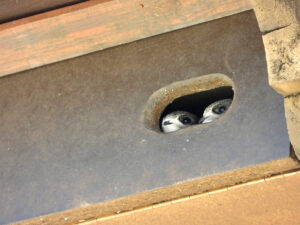 Los aeronautas segovianos 3 El vencejo común tiene una longitud de 16,5 cm y pesa 47 gr.