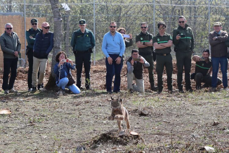 Liberados dos nuevos linces en el Cercón del Cerrato, Palencia 1 Suelta de Bouba y Valeriana. / Brágimo