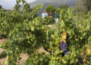 Los importes varían entre los 132 y los 275 euros por hectárea. / Ricardo Muñoz