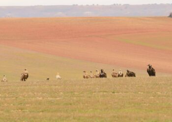 Foto de archivo. Campo de San Pedro comedero buitres / E.A.