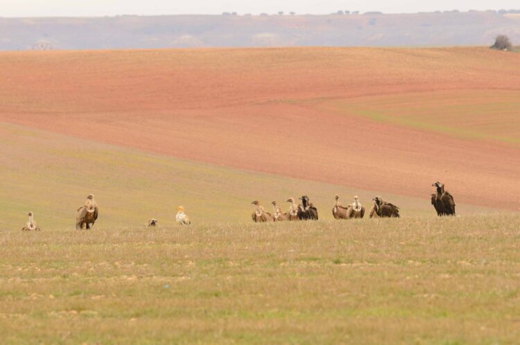Foto de archivo. Campo de San Pedro comedero buitres / E.A.