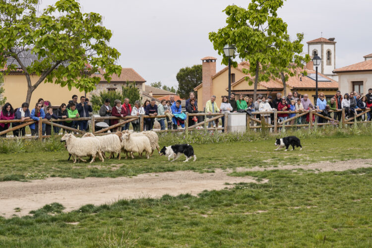 Trescasas se prepara para la IV edición de la Feria del Esquileo 1 Feria en ediciones pasadas / E.A.