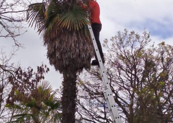 Recorte de árboles./AYUNTAMIENTO DE AGUILAFUENTE