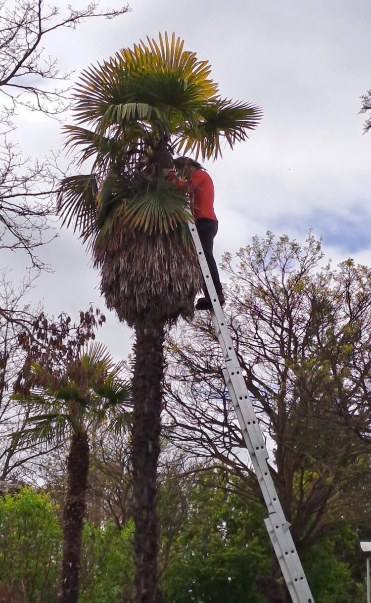 Recorte de árboles./AYUNTAMIENTO DE AGUILAFUENTE
