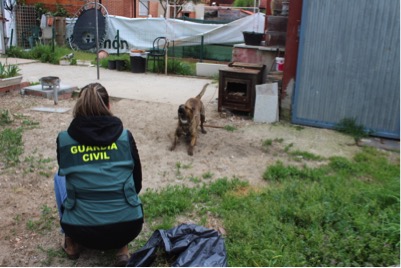 Un perro de raza potencialmente peligrosa ataca a una niña en Tudela de Duero 1 El dueño del can está siendo investigado por un delito de lesiones y otro de maltrato animal.