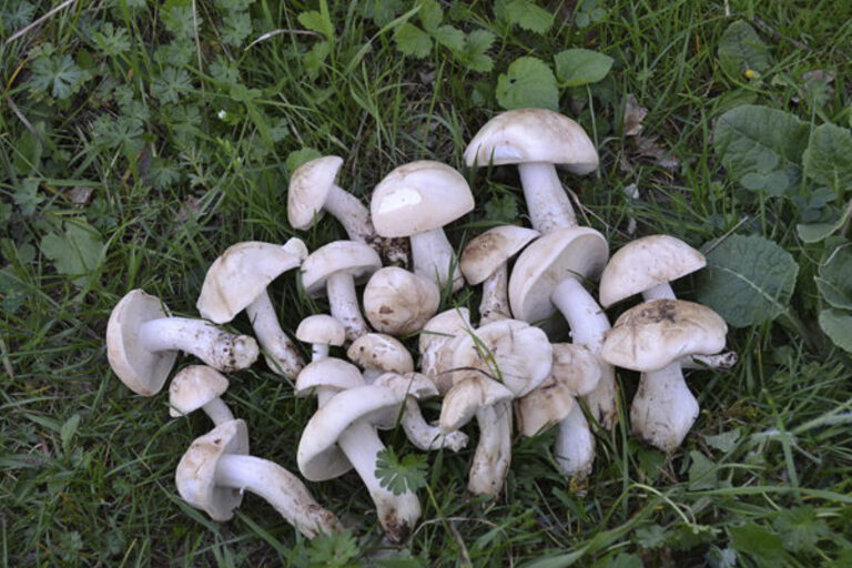 Ejemplares de perrechicos / E.A.