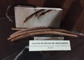 Fósil calizo de araucaria de Sepúlveda en la vitrina expositiva del Geomuseo de Valseca. / ÁLVARO PINELA