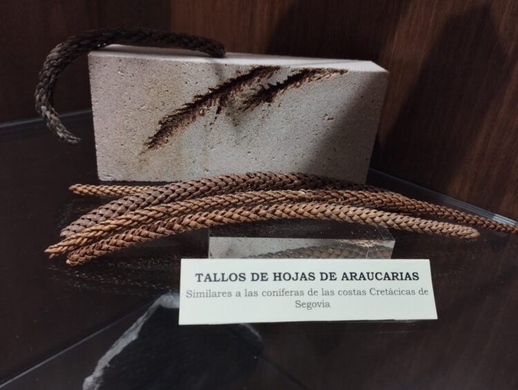 Fósil calizo de araucaria de Sepúlveda en la vitrina expositiva del Geomuseo de Valseca. / ÁLVARO PINELA