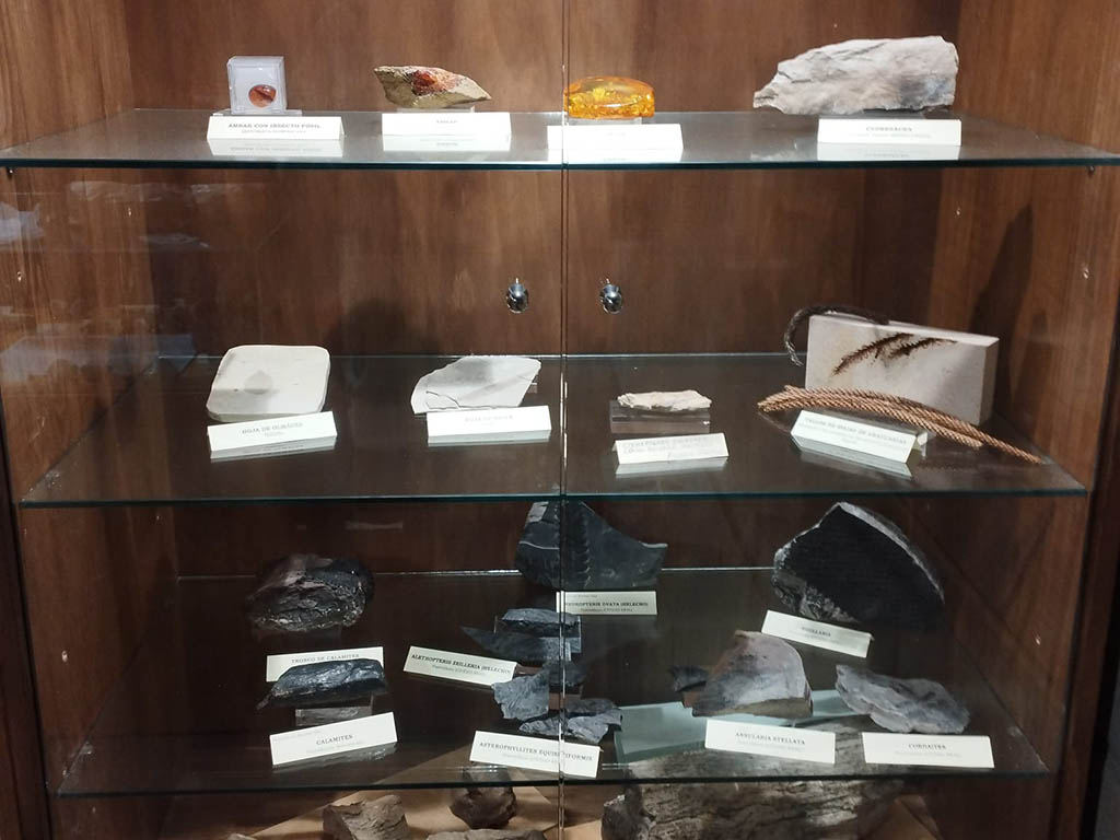 La pieza caliza con las araucarias fosilizadas, y al lado algunos ejemplares. / ÁLVARO PINELA