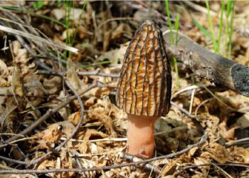 Colmenilla / MICOCYL