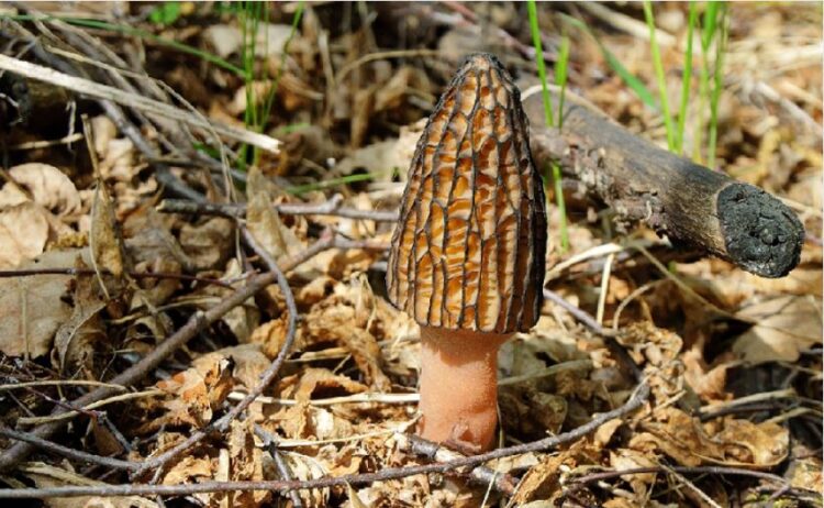 Colmenilla / MICOCYL