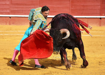Rafael Rubio ‘Rafaelillo’, con un toro de Miura en Cuéllar. / A.M.