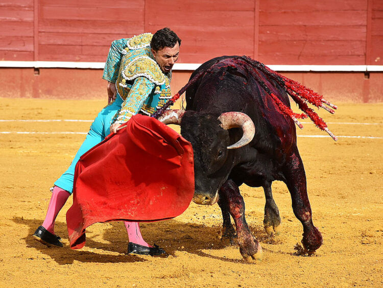 El festival de Mozoncillo abre la temporada taurina en la provincia el sábado 1 Rafael Rubio ‘Rafaelillo’, con un toro de Miura en Cuéllar. / A.M.