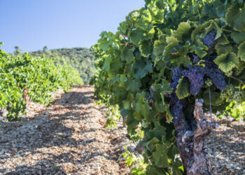 Imagen de un viñedo. / E.A.