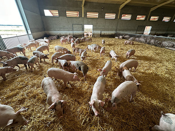 Explotación ganadera porcina / INNOPORC
