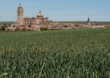 Campo de cereal, todavía verde, cerca de la ciudad de Segovia./ E.A.