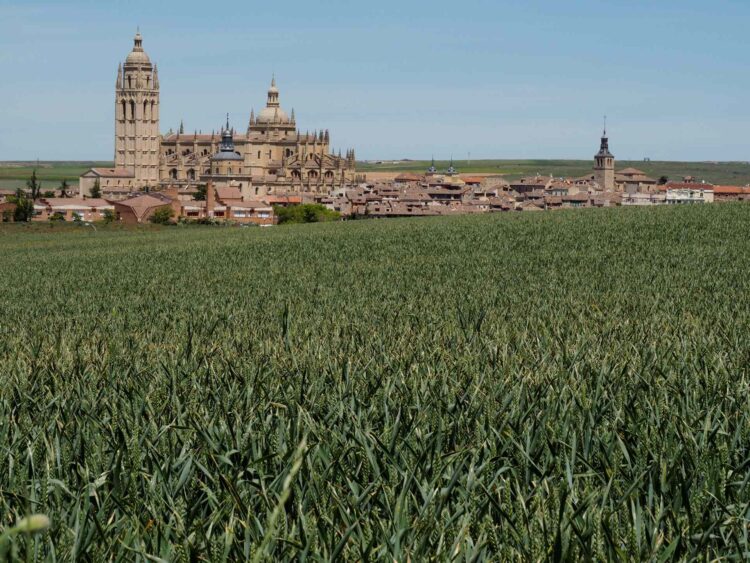 La caída de la siembra de cereal en Segovia agrava la crisis de rentabilidad en el campo 1 Campo de cereal, todavía verde, cerca de la ciudad de Segovia./ E.A.