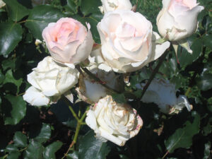 15 Esproceda Fresca lozana.