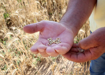El estudio realizado por la organización estima un rendimiento medio de entre 4,7 y 5 toneladas por hectárea sembrada. / Peio García
