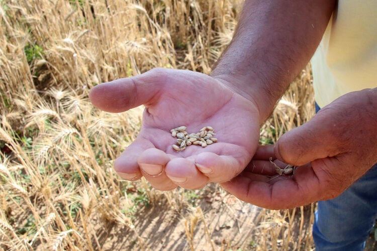 COAG prevé una cosecha récord de cereal, de más de ocho millones de toneladas en la región 1 El estudio realizado por la organización estima un rendimiento medio de entre 4,7 y 5 toneladas por hectárea sembrada. / Peio García