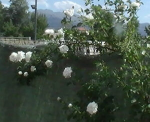 4 Rosa camelia blanca 2