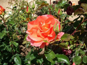 5 Pura encendida rosa