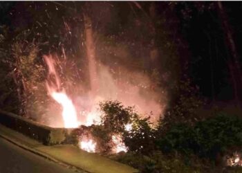 La pelusa de polen hizo que las llamas se extendieran con rapidez./POLICÍA DE SEGOVIA