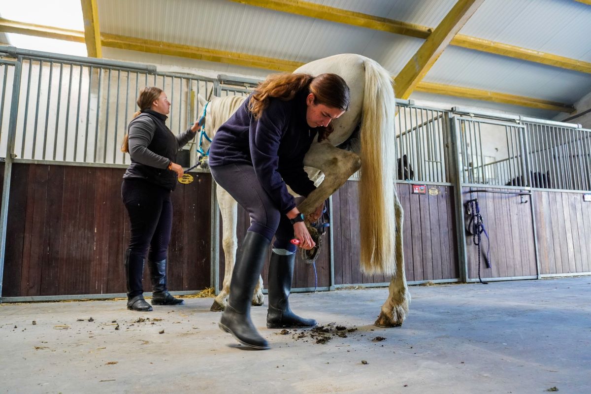 C.I.F.P “Escuela de Capacitación y Experiencias Agrarias”, un centro para el futuro 8 Estudios de técnico de Actividades Ecuestres.