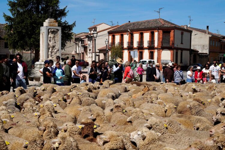 La Feria de la Trashumancia de Aguilafuente despide su tercera edición 1 DSC5422