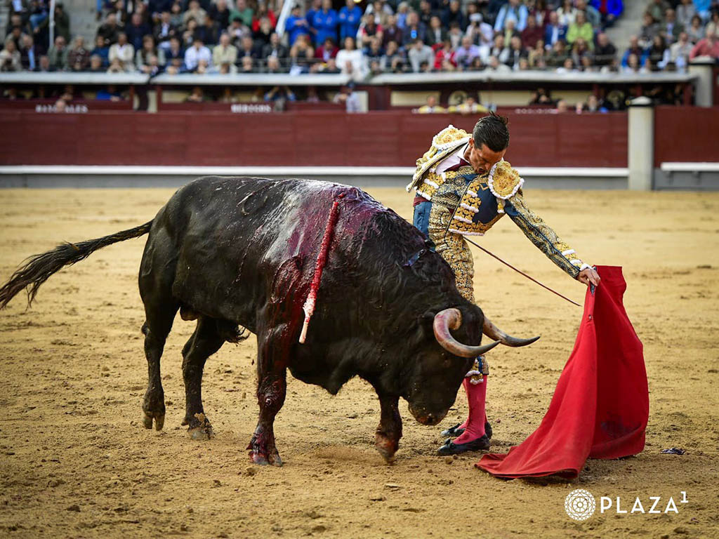 Mansedumbre sin sujección 4 David Galván, con el tercer toro de Valdefresno. / PLAZA 1