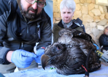 Gloria y Tormes nacieron en febrero de este año en el Centro de Cría en Aislamiento Humano.