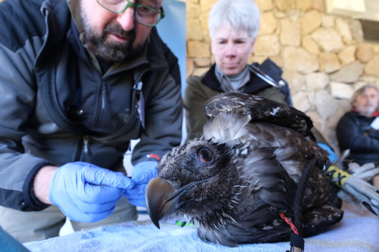 La Sierra de Gredos recibe dos nuevos ejemplares de quebrantahuesos 1 Gloria y Tormes nacieron en febrero de este año en el Centro de Cría en Aislamiento Humano.