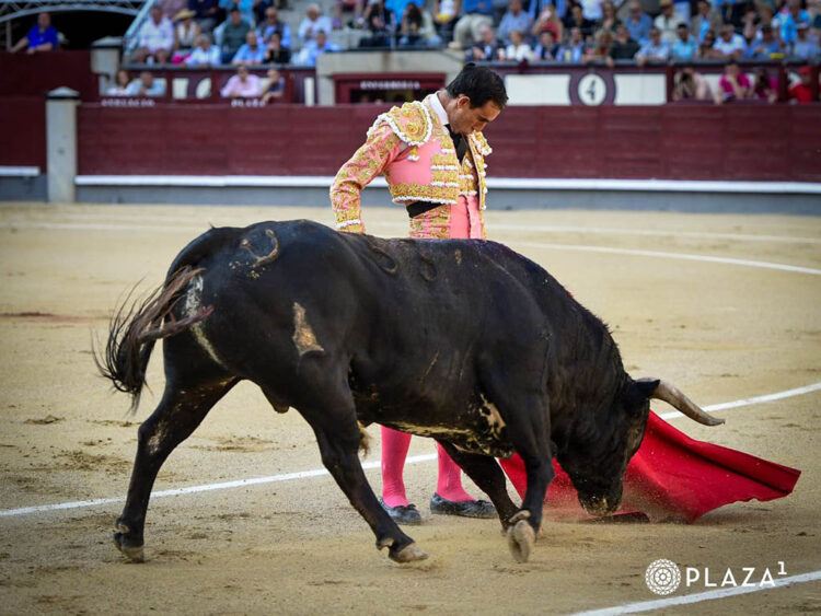 Resurgir desde el olvido 1 Natural de Fortes, al segundo toro de Araúz de Robles. / PLAZA 1