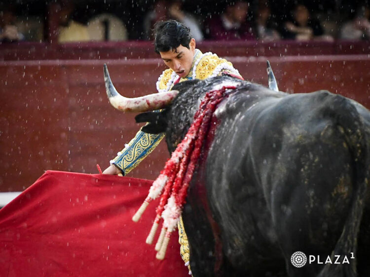 La bravura de Pedraza de Yeltes llega al final 1 El mexicano Isaac Fonseca, con un toro de Pedraza de Yeltes. / PLAZA 1