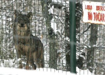 La Junta muestra su satisfacción y espera que el Gobierno envíe antes de julio el informe sexenal sobre el estado del cánido.