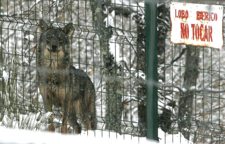 El Parlamento Europeo rebaja la protección del lobo 1 La Junta muestra su satisfacción y espera que el Gobierno envíe antes de julio el informe sexenal sobre el estado del cánido.