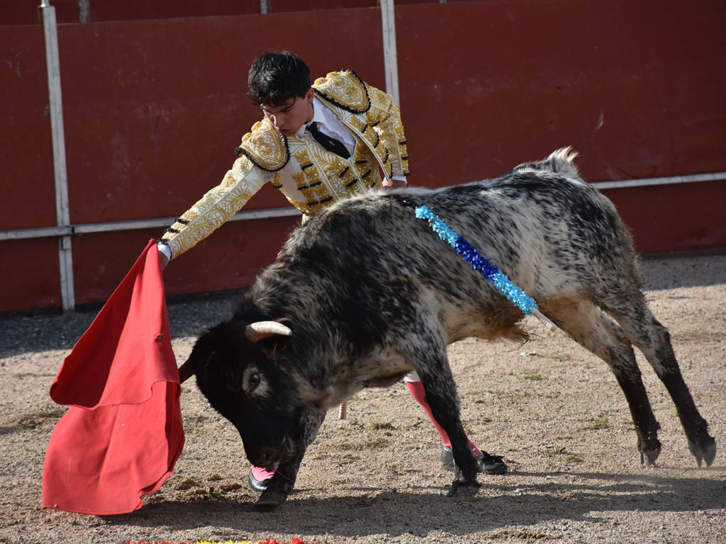 La Lastrilla se vuelca con las promesas del toreo 2 Álvaro Molina, con el primer novillo de Peñatella. / A.M.