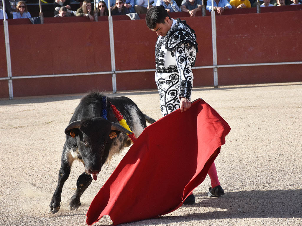 La Lastrilla se vuelca con las promesas del toreo 3 Alejandro Pérez, con un novillo de Peñatella. / A.M.