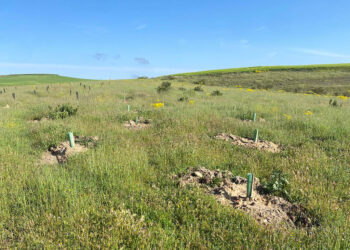 Reforestación del antiguo vertedero del Peñigoso. / AYUNTAMIENTO DE SEGOVIA