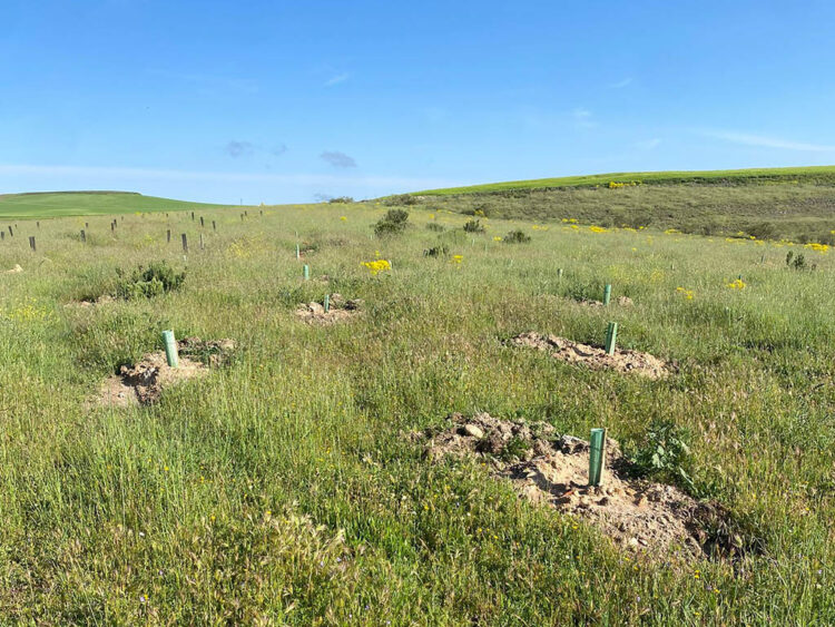 Concluyen los trabajos de reforestación del Peñigoso 1 Reforestación del antiguo vertedero del Peñigoso. / AYUNTAMIENTO DE SEGOVIA