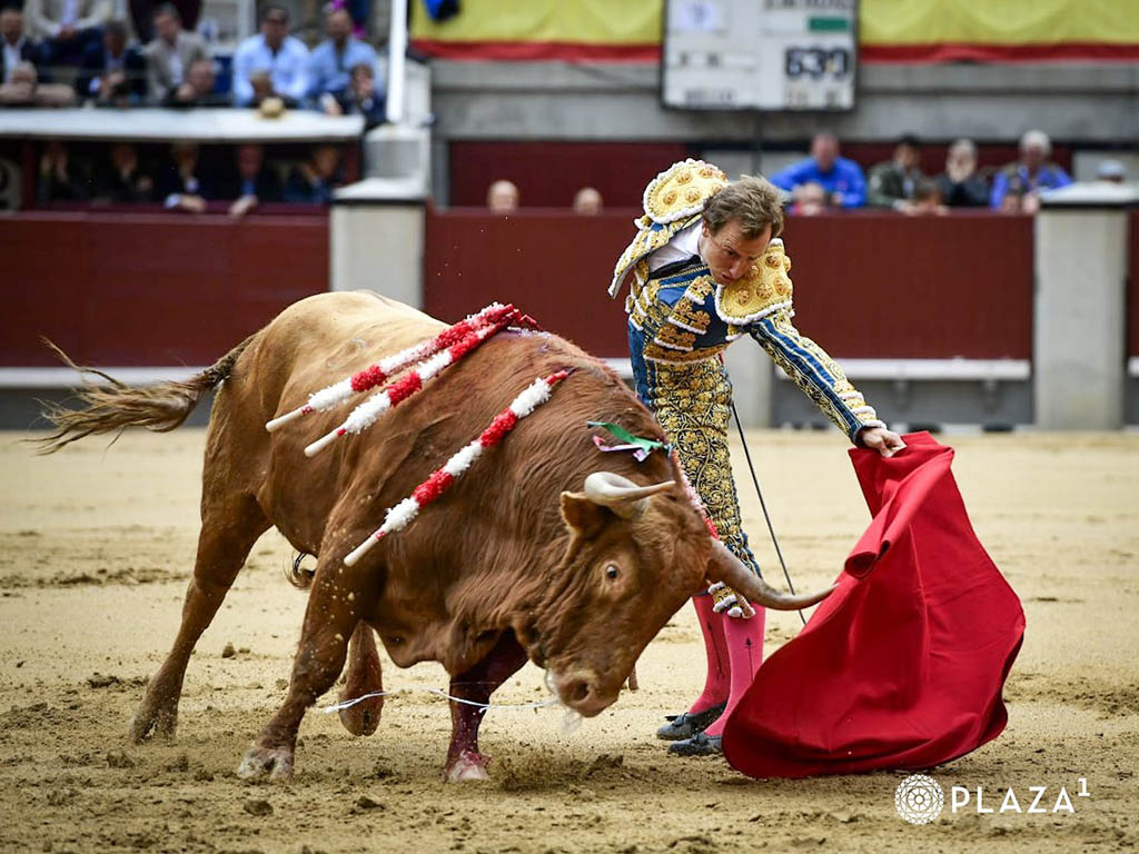 La bravura de Pedraza de Yeltes llega al final 3 Román Collado, con el primer toro de Pedraza de Yeltes. / PLAZA 1