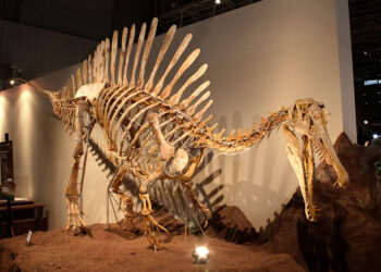 Según el paleontólogo Erik Isasmendi, los espinosaurios son carnívoros de cráneo bajo y alargado, y algunos presentan una vela dorsal.