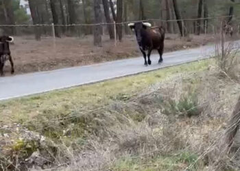 La muerte fue causada por unas reses que atacaron a la víctima.
