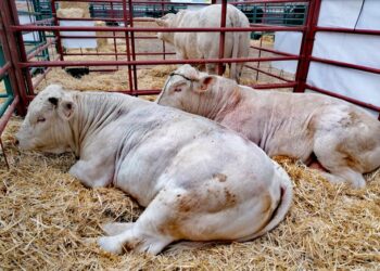 Animales en una edición anterior.
