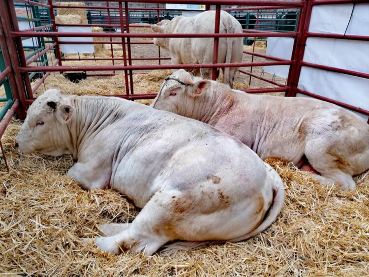 La Feria de Ganado de El Espinar se celebrará finalmente del 9 al 11 de mayo 1 Animales en una edición anterior.