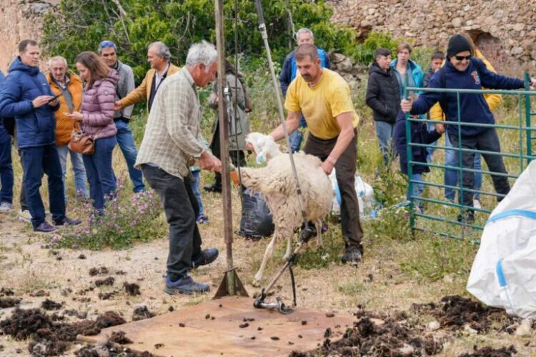 Tradición, talleres y gastronomía en la IV Feria del Esquileo de Trescasas 1 Ediciones pasadas de la feria / E.A.