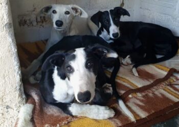 Las tres galgas sustraídas de la Protectora. / E.A.