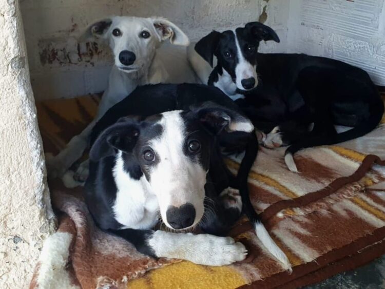 Roban tres galgas de cuatro meses del albergue de la Protectora de Animales de Segovia 1 Las tres galgas sustraídas de la Protectora. / E.A.