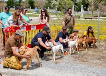 Feria de Caza de Villacastín en 2024 / E.A.